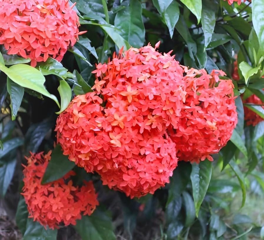 Image of Most Beautiful Fragrange Hybride inch Flower inchTree Plant Pack of 1|| For Home Garden Outdoor Live Flower Tree Plant (Red Rangon)