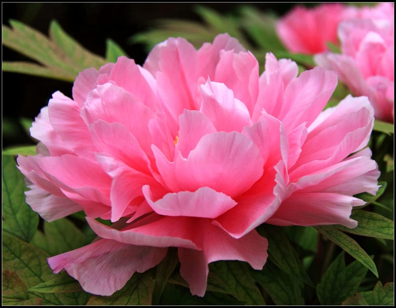 牡丹の根茎 牡丹の苗木 春の牡丹球根 多年生 耐寒性の花 家の