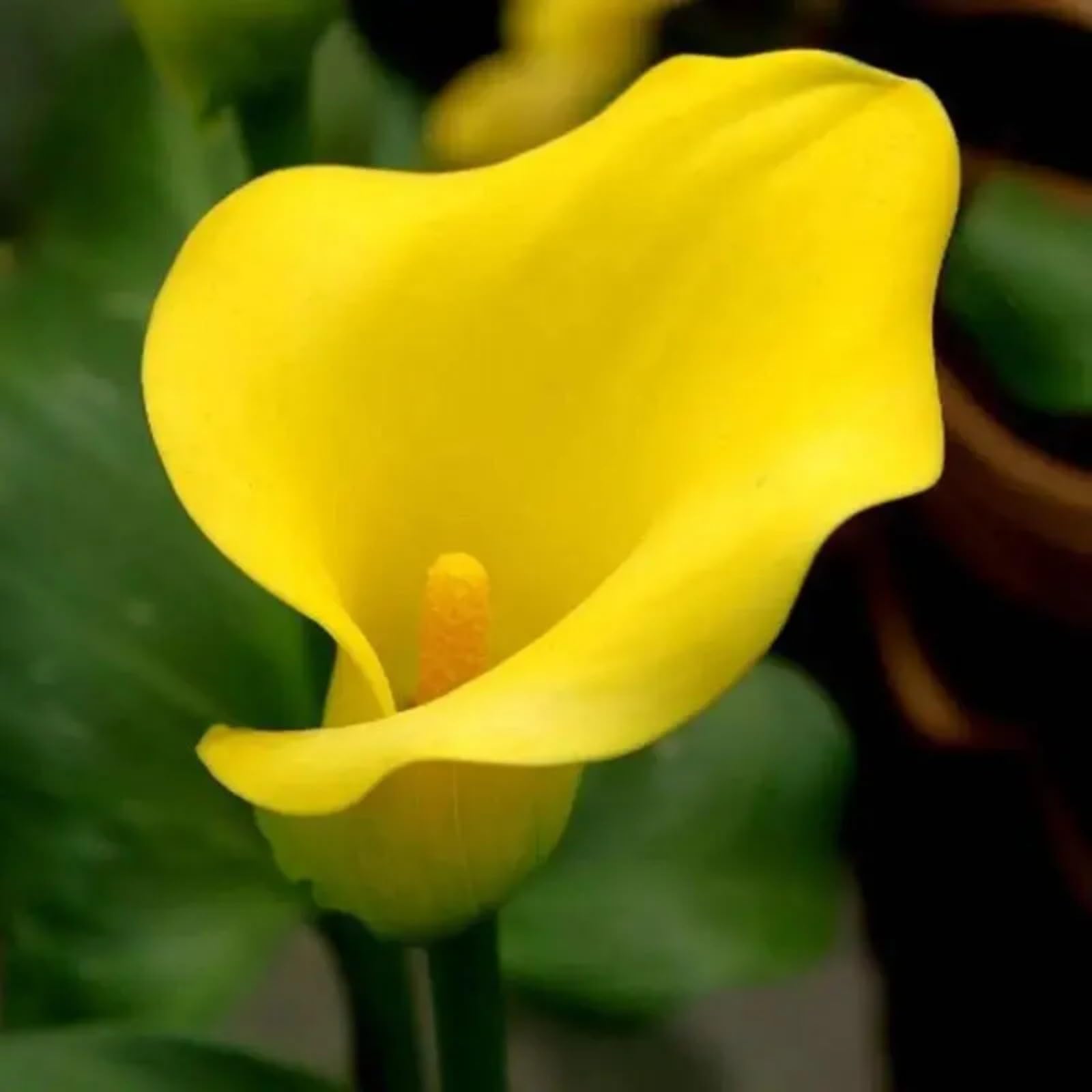 Calla Lily Bulbs Mix for Planting Now UK/Greening Flower/Strong Plants That Grow Well/Good for Containers/Cut Flowers/Natural Organic/Wedding Flowers.-8bulbs-E