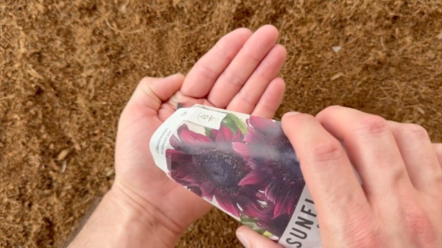 Amazon.com : Seed Needs, Procut Red Sunflower Seeds - 40 Hybrid