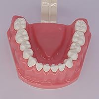 Vista 8 de Modelo de dientes dentales Typodont para cepillar hilo dental Práctica Demostración Enseñanza Estudiar 1:1 Tamaño estándar