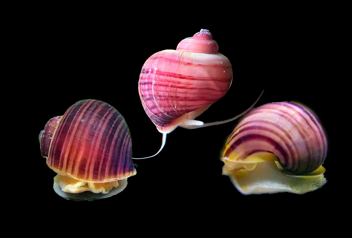 Swimming Creatures Mystery Snails Freshwater Aquarium Snails for Fish Tanks (2 Magenta & 2 Purple)