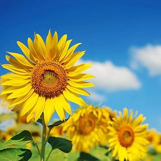 20 pcs sunflower seeds giant sunflower rare flower seeds for home garden planting sunflower seed birds