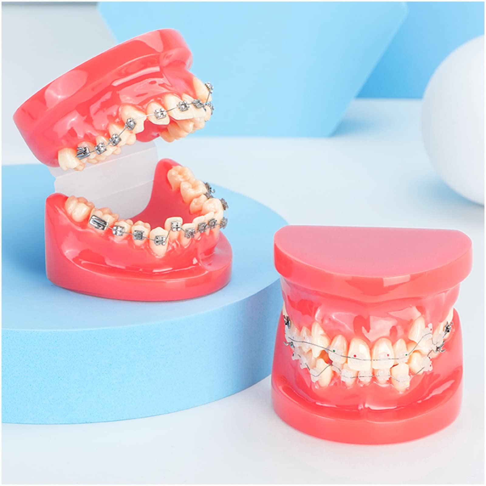Model zębów dentystycznych-model demonstracyjny ortodoncji-dentystyczny z metalowymi wspornikami model zębów ortodontycznych do celów edukacyjnych nauka narzędzie dydaktyczne(A) (A)