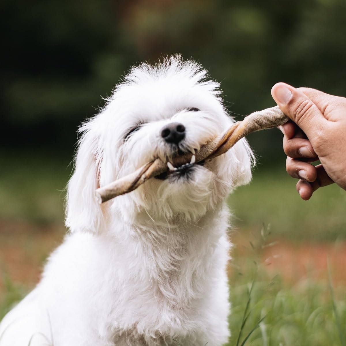 Palitinho Bovino 4un - Mordedor Natural para Cães - Natuka (Unitário)