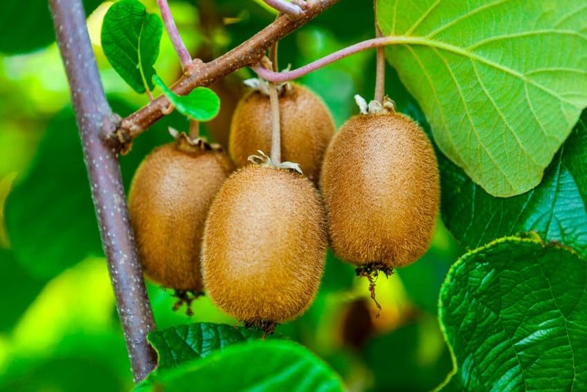 See full amazon price history chart for Bhumi Enterprise Rare Exotic Grey Kiwi Fruit (Air Layered/Guti Kolom) Live Plant" Special Variety" (Fruit After 1 Year) Bhumi Enterprise Rare Exotic Grey Kiwi Fruit (Air Layered/Guti Kolom) Live Plant" Special Variety" (Fruit After 1 Year) (B0BTC2BXVX) Amazon Price History, Amazon Price Tracker