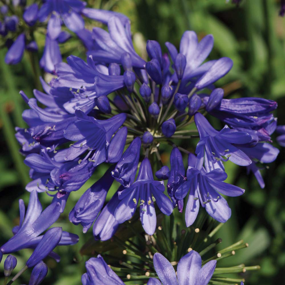 Agapanthus Ever Sapphire African Lily Hardy Perennial Drought Tolerant Fast Growing Ideal for Pots and Containers Sapphire-Blue Tubular Flower Heads 1 x 9cm Pot by Thompson and Morgan