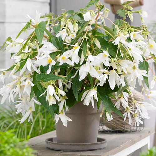 Santa Barbara Begonia Flower Bulb
