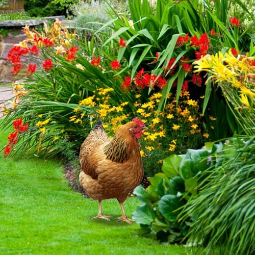 Sculptures réalistes de poule et décors pour jardin et cour extérieure