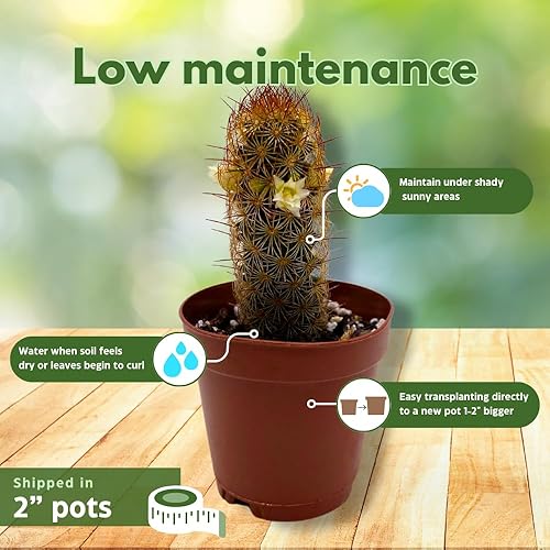 Miniatura 4 de BubbleBlooms Surtido de mini cactus, 6 cactus diferentes en macetas de 2 pulgadas, juego de cactus pequeños, elección del cultivador