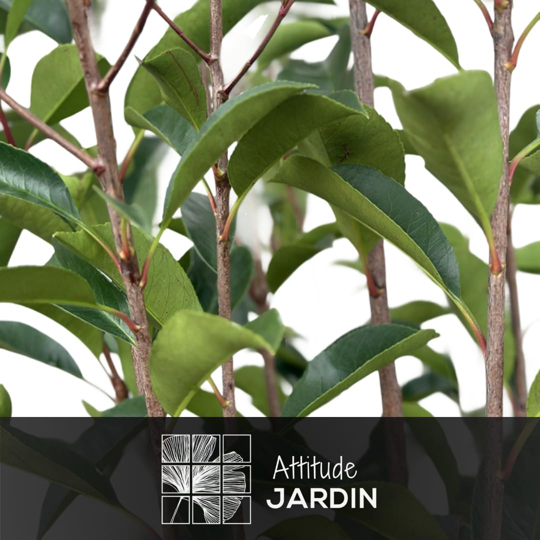 Attitude Jardin - Photinia red robin - fraseri - plantes de haies - 170-190 cm - ⌀ 30 cm - plante d'extérieur