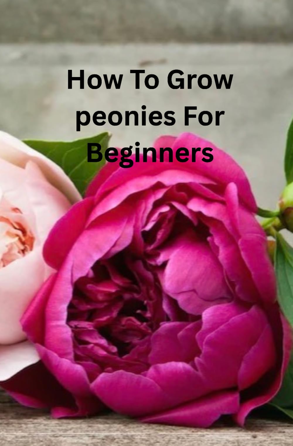 How to Grow Peonies for Beginners: The Complete Beginner’s Guide to Planting, Pruning, Propagating, and Maintaining Healthy Peonies