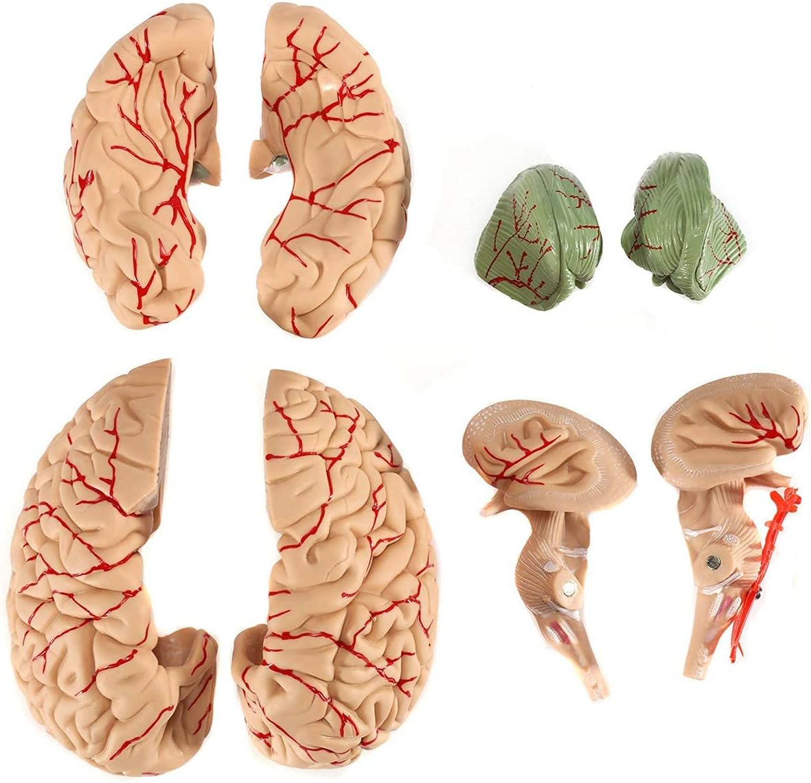 Anatomical Human Brain Model, with Vessels Life Size Anatomy Model for Learning Science Classroom