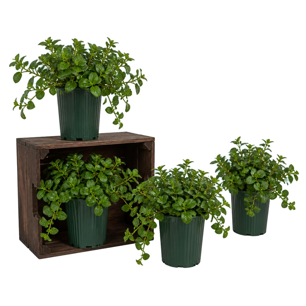 Pack de 4 Plantas Mentha Piperita Menta Piperita | DECOALIVE | 25-30 cm de Altura | Plantas Naturales para Cocina