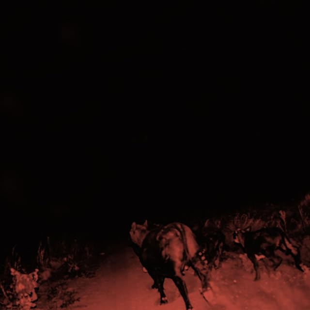 Shadow On Everything por Bambara, capa do álbum