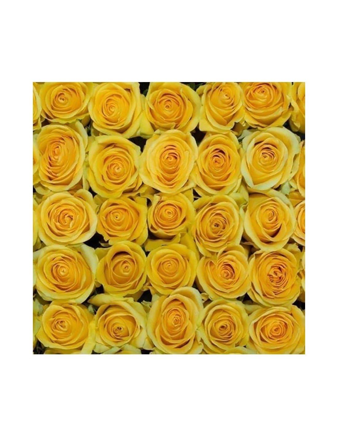 Jardin202 - Rosas Variadas | Flor Natural | Ramo de 12 Tallos | 60cm de Alto | Amarillas Brighton