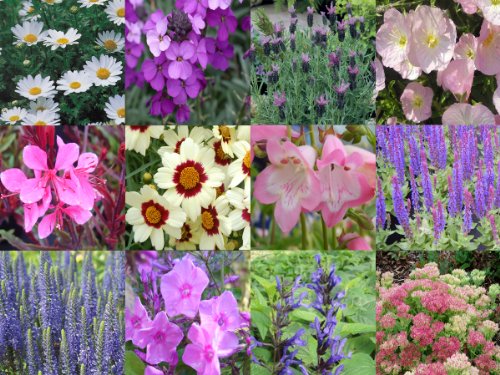 10 x Herbaceous Perennial Mixed Collection Plug Plants
