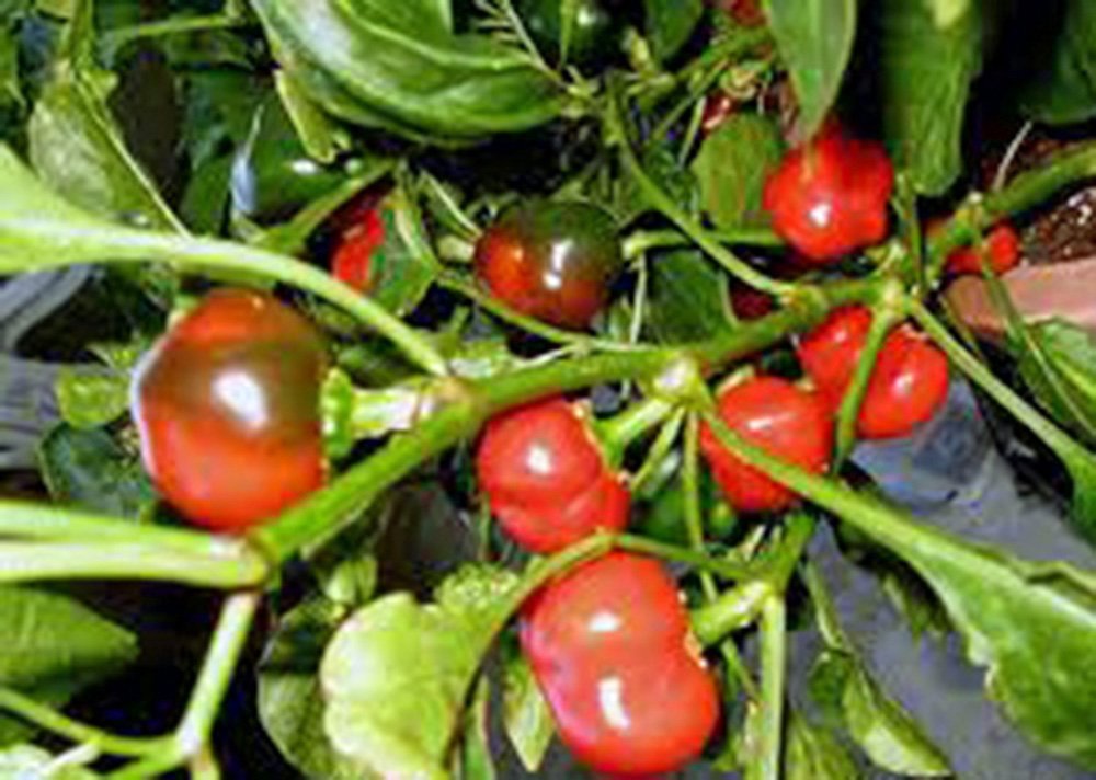 Pepper, Large HOT Cherry, Heirloom, 20 Seeds, Great Fresh N Cooked