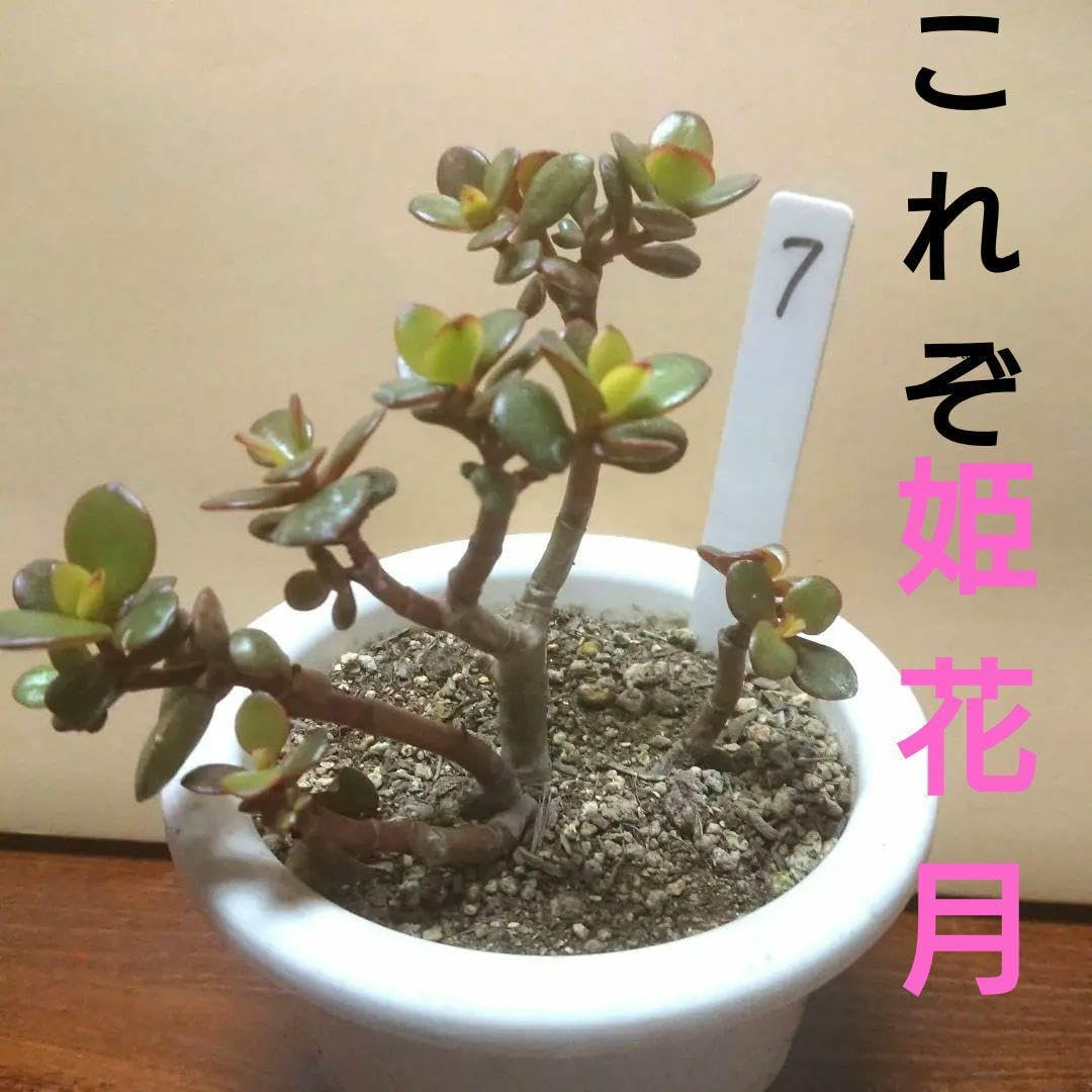 7 黄金姫花月 金のなる木 金のなる木の種類｜