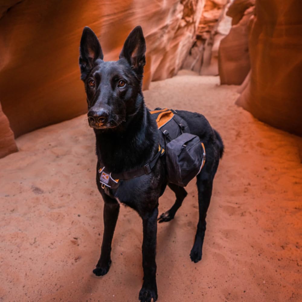 Kurgo Baxter Hunderucksack mit Geschirr - Abenteuer Rucksack - Ergonomische Rückenstütze - Ausbalanciertes Design - Langlebiger Wanderrucksack, Hundezubehör - Baxter (13-39 kg) - Schwarz/Orange