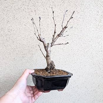 Amazon.co.jp: 遊恵盆栽 桜盆栽：染井吉野桜*（紺縁付長方鉢