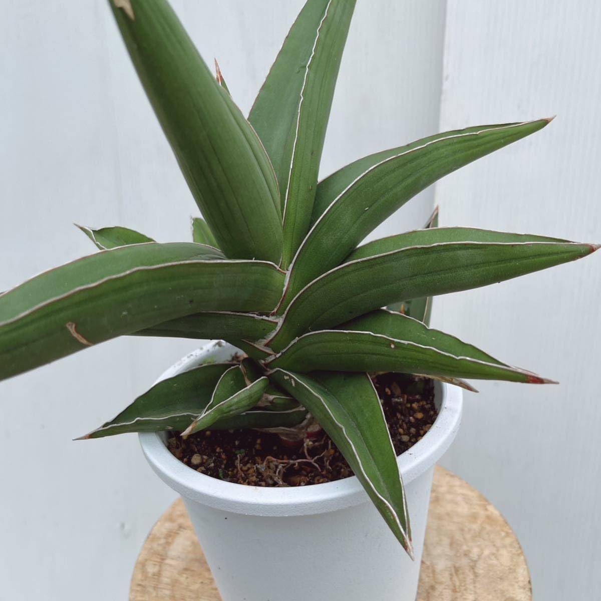 Amazon.co.jp: 多肉植物 サンスベリア サムライドワーフ5号鉢 大型大株