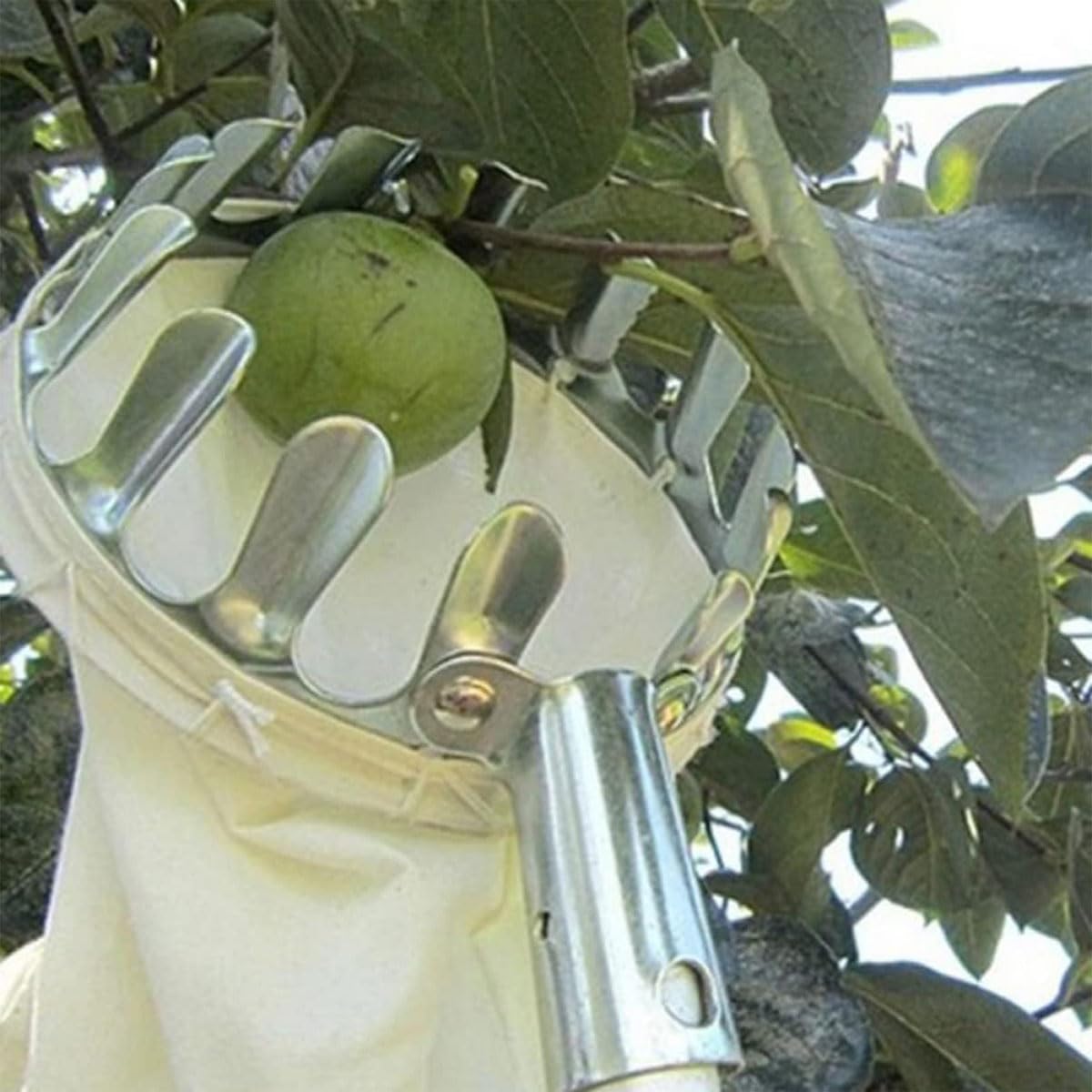 LekLai Raccoglitrice Di Frutta, Strumento Raccoglitrice Di Frutta, Raccoglitrice Di Frutta con Asta Telescopica in Alluminio Leggero e Cestino, Raccoglitrice Di Frutta Facile da Montare,1/3