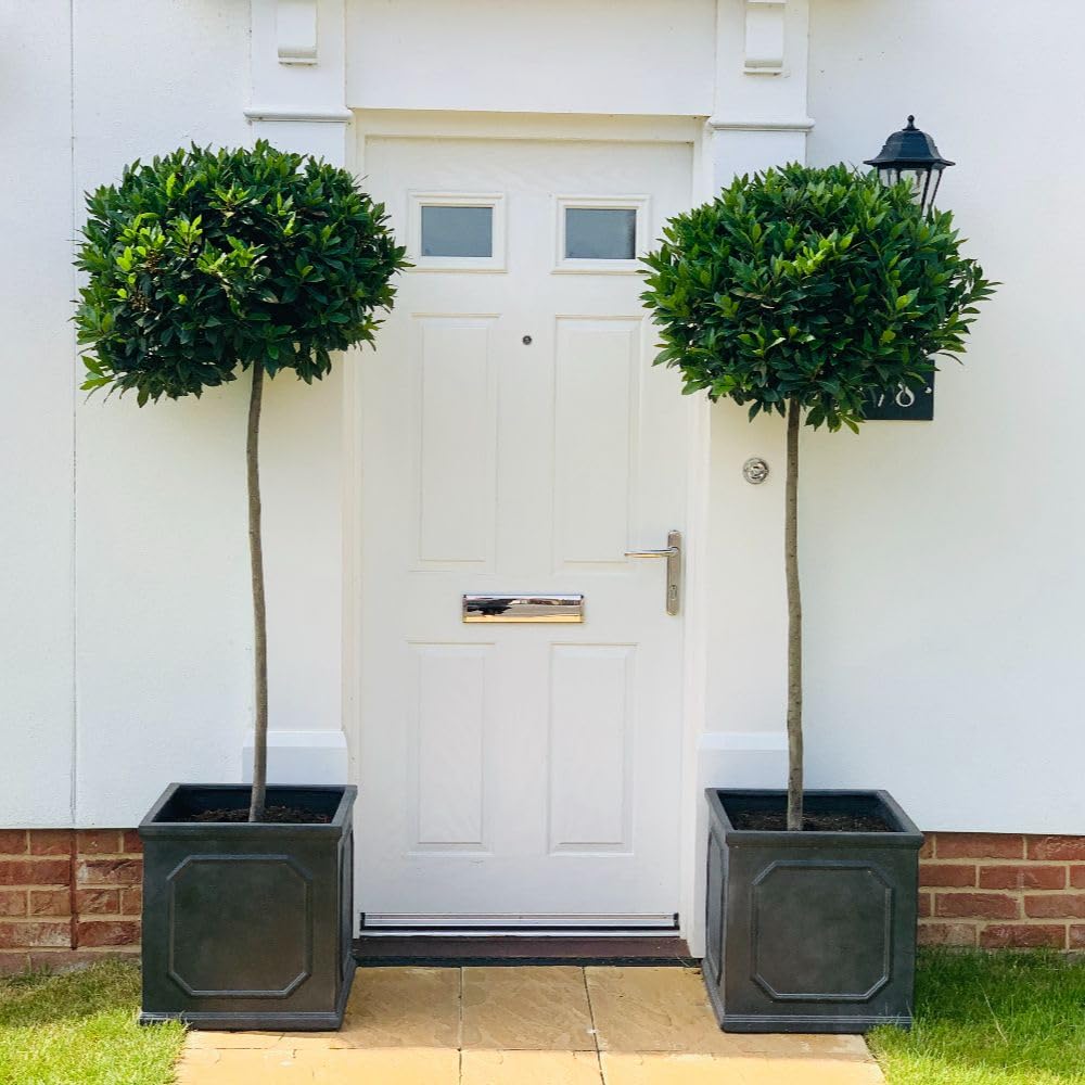 Laurus nobilis Bay Tree Standard – Evergreen Topiary for Pots & Gardens | Culinary Herb | Hardy Outdoor Plant | Aromatic Foliage for Doorways & Patios 19cm Pot x1 by Thompson & Morgan