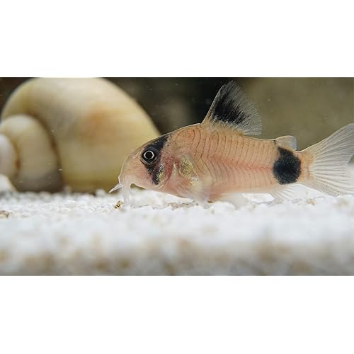 5 Panda Corydoras, Panda Corycats, Cute Freshwater Aquarium Catfish