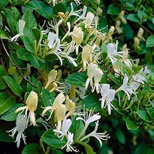 Arborix Kletterpflanzen Lonicera 'Halliana' Geißschlinge