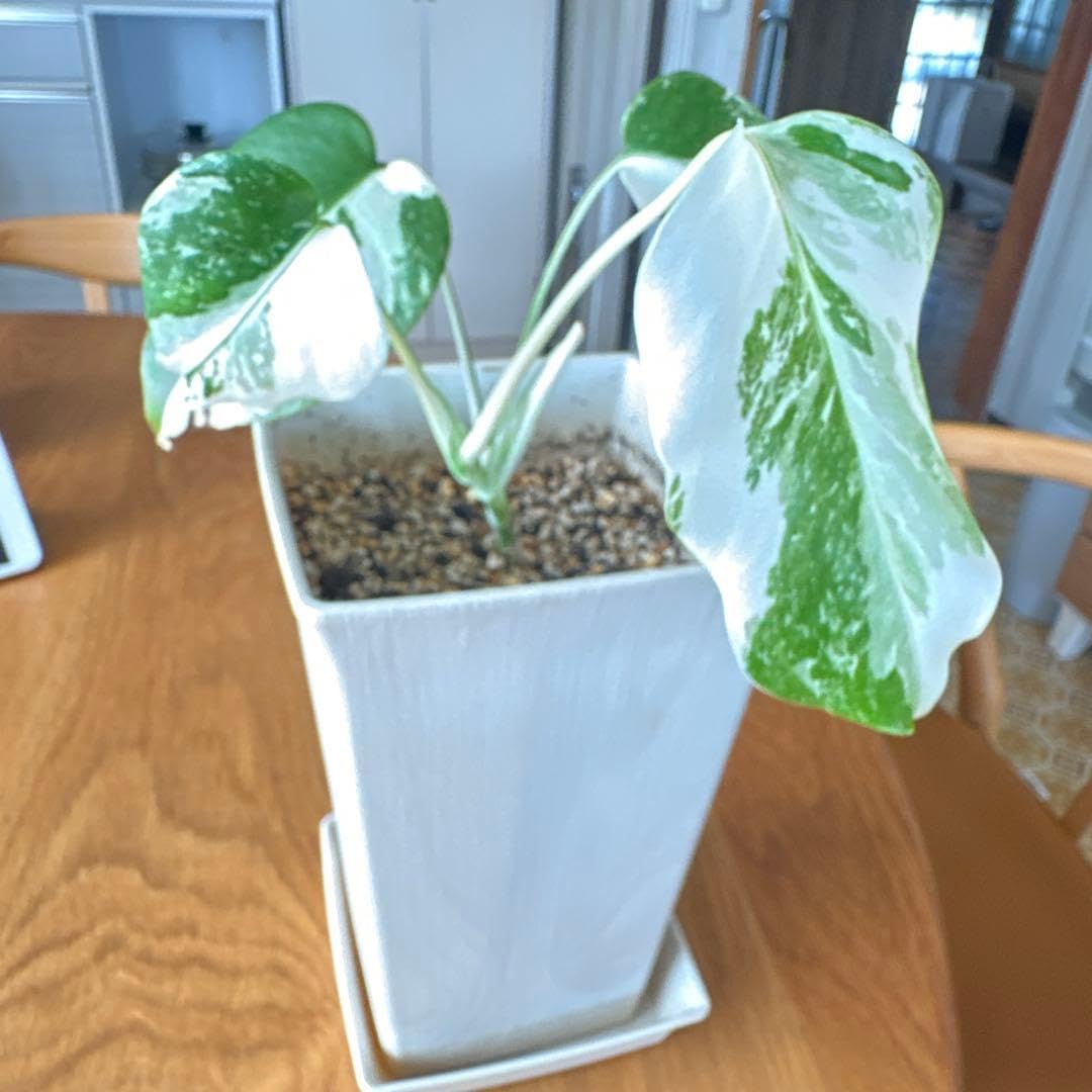 Amazon｜斑入り モンステラ ホワイトタイガー 鉢付き｜観葉植物