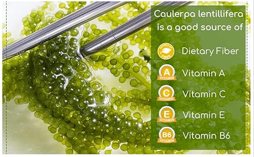 Miniatura 5 de Yeahgoshopping Uvas marinas secas, algas marinas orgánicas frescas, umibudo, deshidratada Caulsidian Lentillifera para comer con ensalada, sushi,