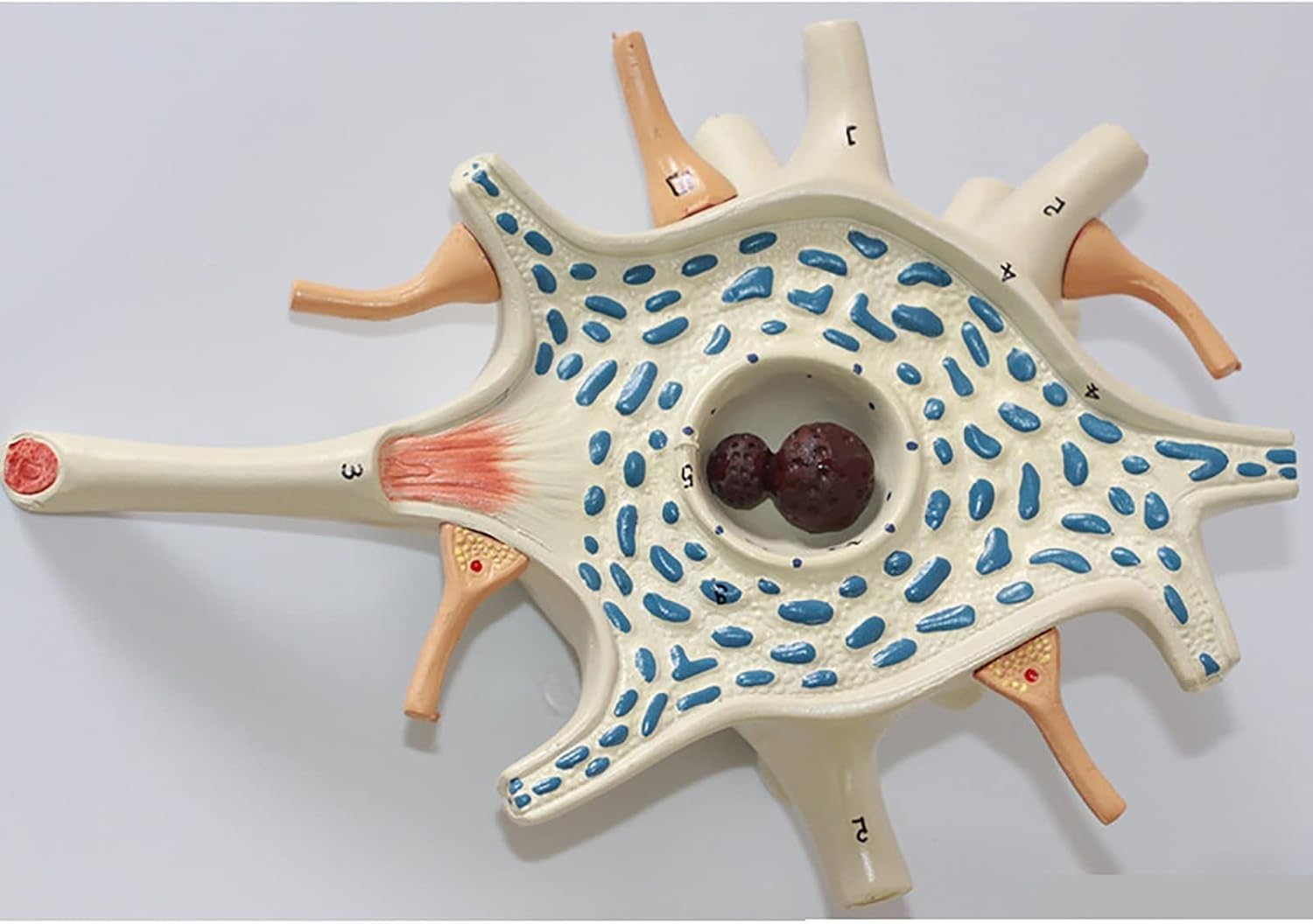 Model dioramy neuronu, 2-częściowy model anatomiczny nerwów mózgu medycznego, powiększony model struktury włókien nerwowych komórki neuronu, narzędzie demonstracyjne do celów dydaktycznych.