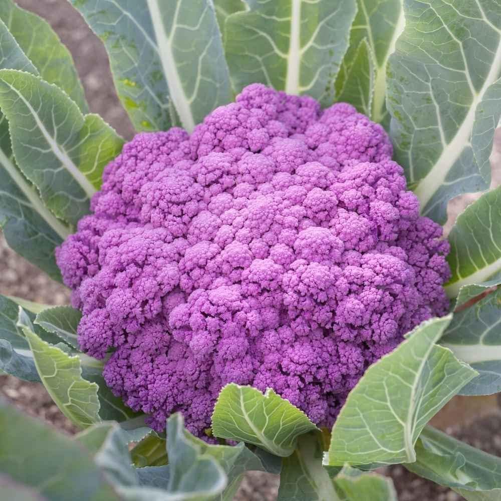 GARDENIFY INDIA PURPLE CAULIFLOWER (GOBI) VEGETABLE SEEDS (100 SEEDS/PACKET) (B093FXM5Q1) Amazon Price History, Amazon Price Tracker