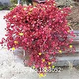 Pack 200 Seed Red Wood Sorrel Seeds Oxalis Corymbosa Four Leaf Clover Flower Seeds Rare Flower Seeds