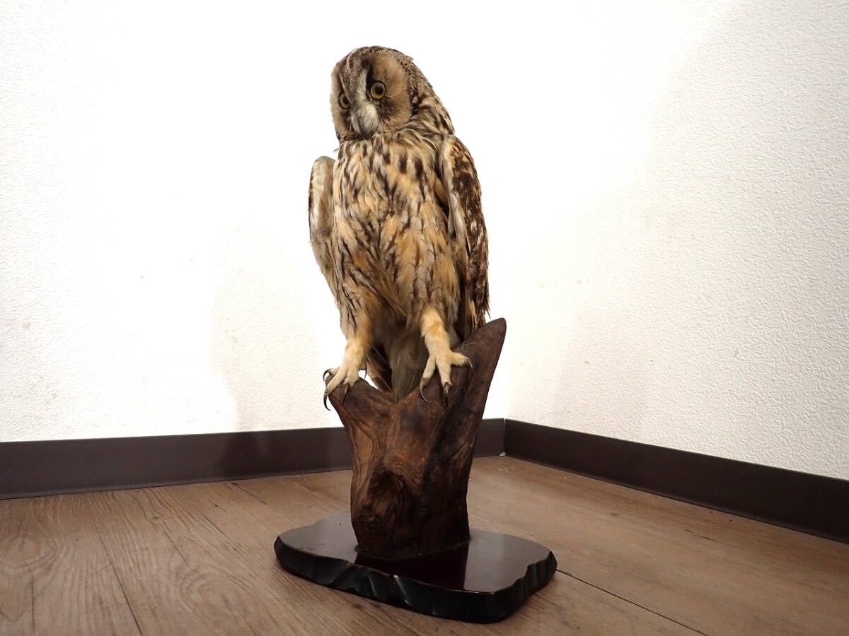 フクロウの剥製 ☆即納☆フクロウの剥製☆ - 頭骨・骨格標本・剥製販売 【Core-Box】