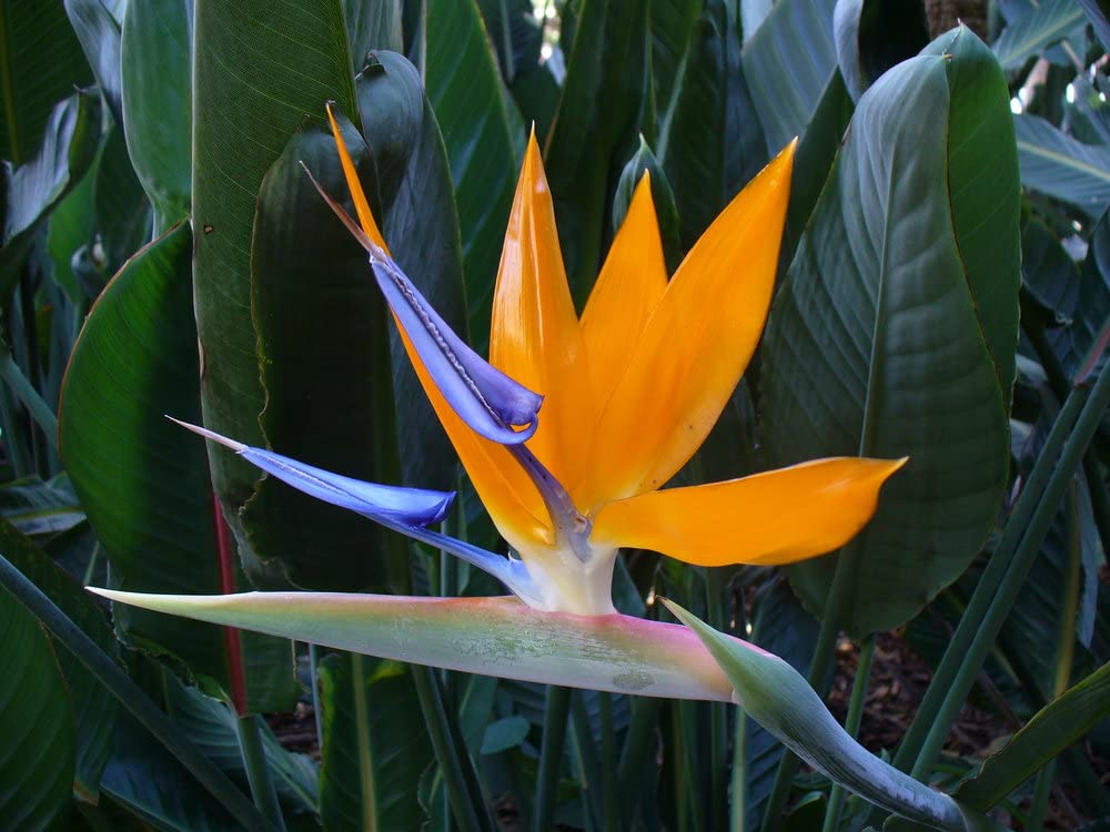 Strelitzia Reginae |Bird of Paradise|Plug Plant