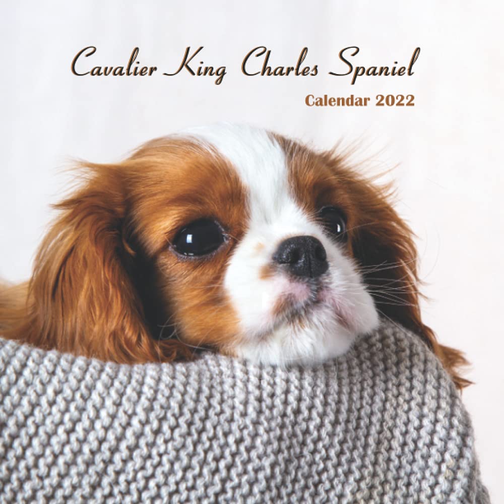 Cavalier King Charles Spaniel Calendar 2022 Wall And Desk Calendar cavalier-king-charles-spaniel-calendar-2022-wall-and-desk-calendar