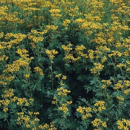 Herb Seeds - Rue - 400 Seeds by Wafer