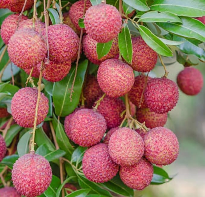 Image of G- All-Time 12 Months Hybrid (GRAFTED) Live Fruit Plant Original & Authentic Organic Tree for Outdoor Fast-Growing Fruit Plant Home Gardens Sweet Healthy Plant Pack Of-1 (Litchi Fruit Plant, Medium)