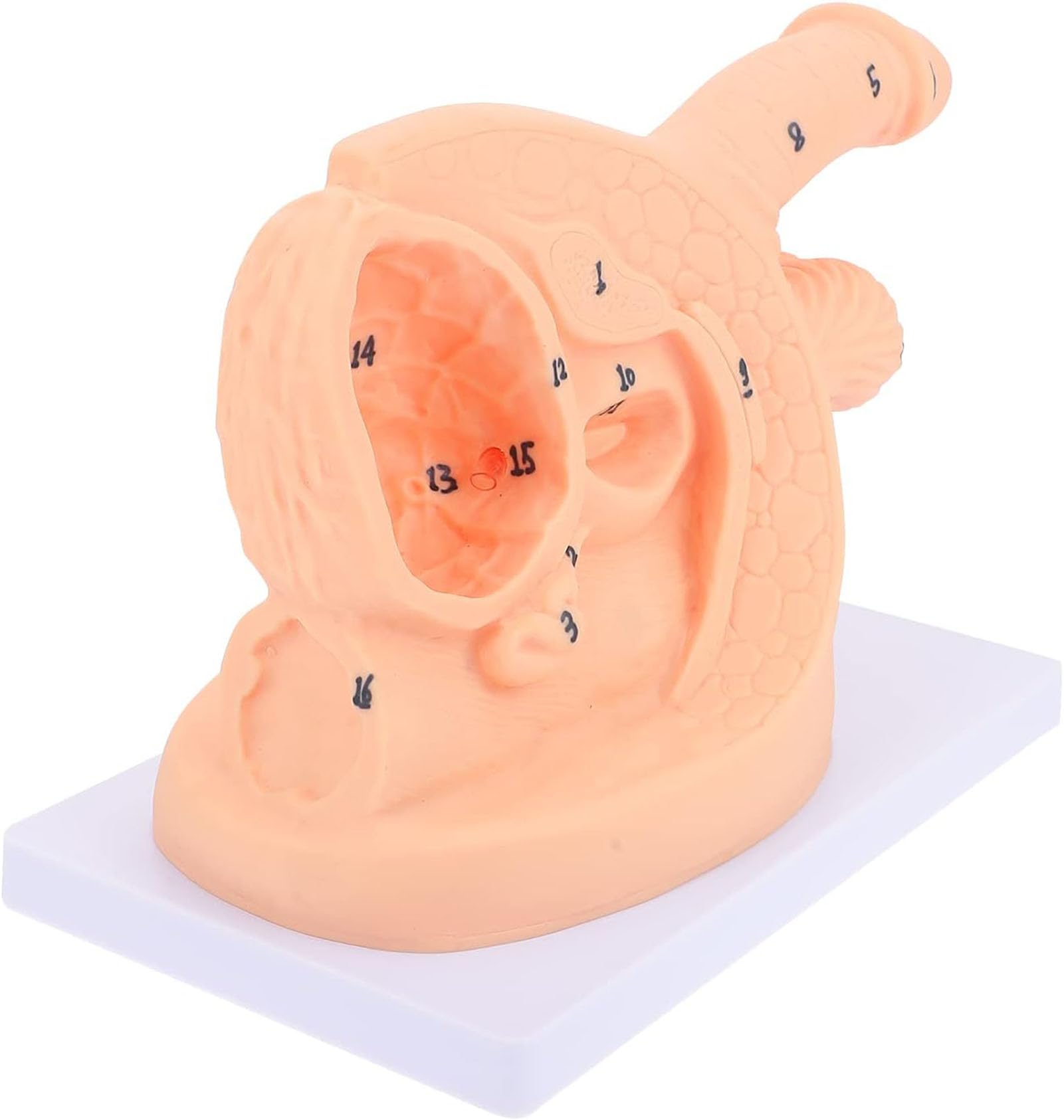Entraîneur de cathéter masculin AMITD taille réelle pour simulation d'insertion urétrale