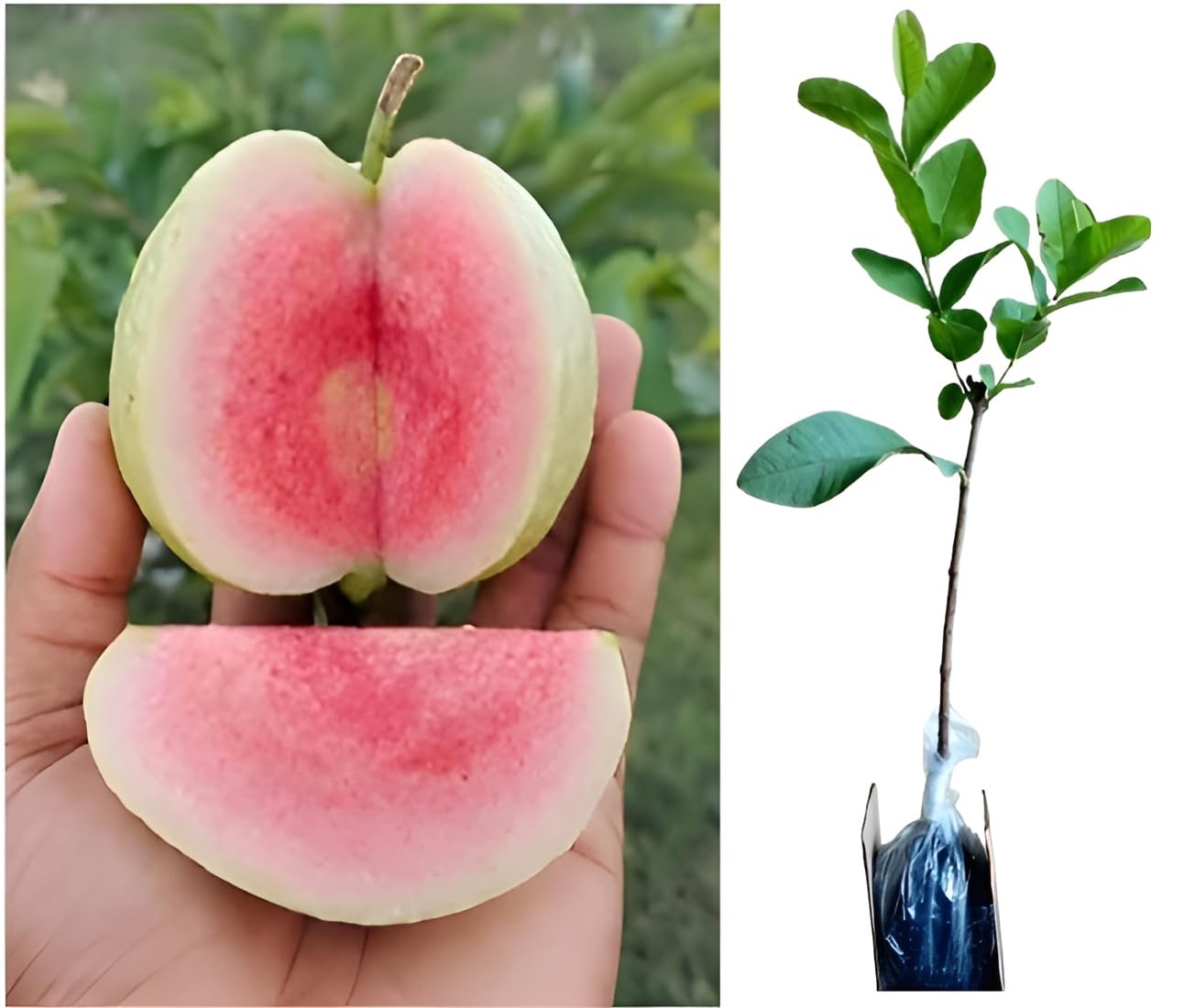 Oxiflora ALLTIME JAPANESE SEEDLESS RED DIAMOND GUAVA AMRUD FRUIT GRAFTED LIVE PLANT (B0CRF2NBHZ) Amazon Price History, Amazon Price Tracker