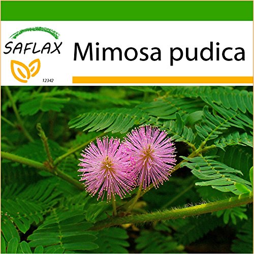 SAFLAX - Sensitiva - 70...