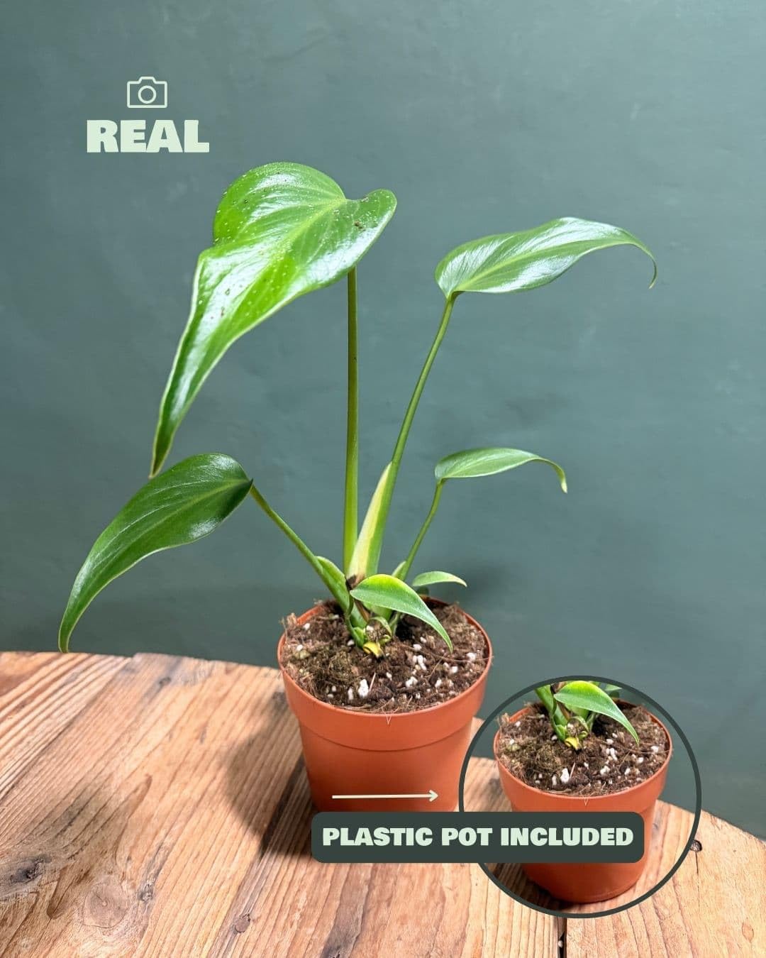 PUR PLANT Monstera Burle Marx M | Planta Natural De Interior Premium y Tropical | Compacta, Resistente y Decorativa | Maceta De Ø12 cm