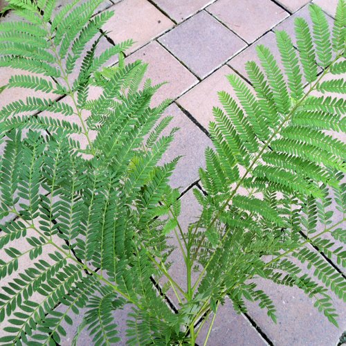 KKB　ジャカランダ　スノーホワイト、ブルー2色 kowaza 50ミニ ラウンドフラワー ライトパープル | 天気と暮らす