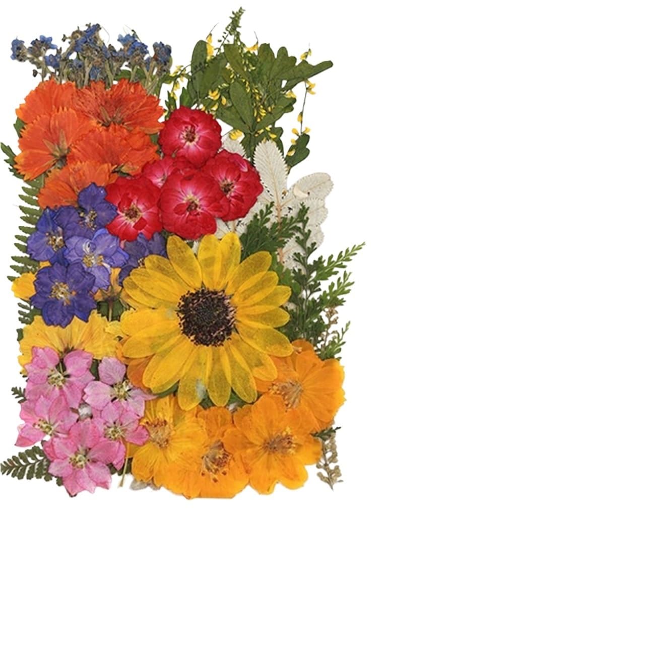 Flores Secas Prensadas Flores prensadas secas Mixtas