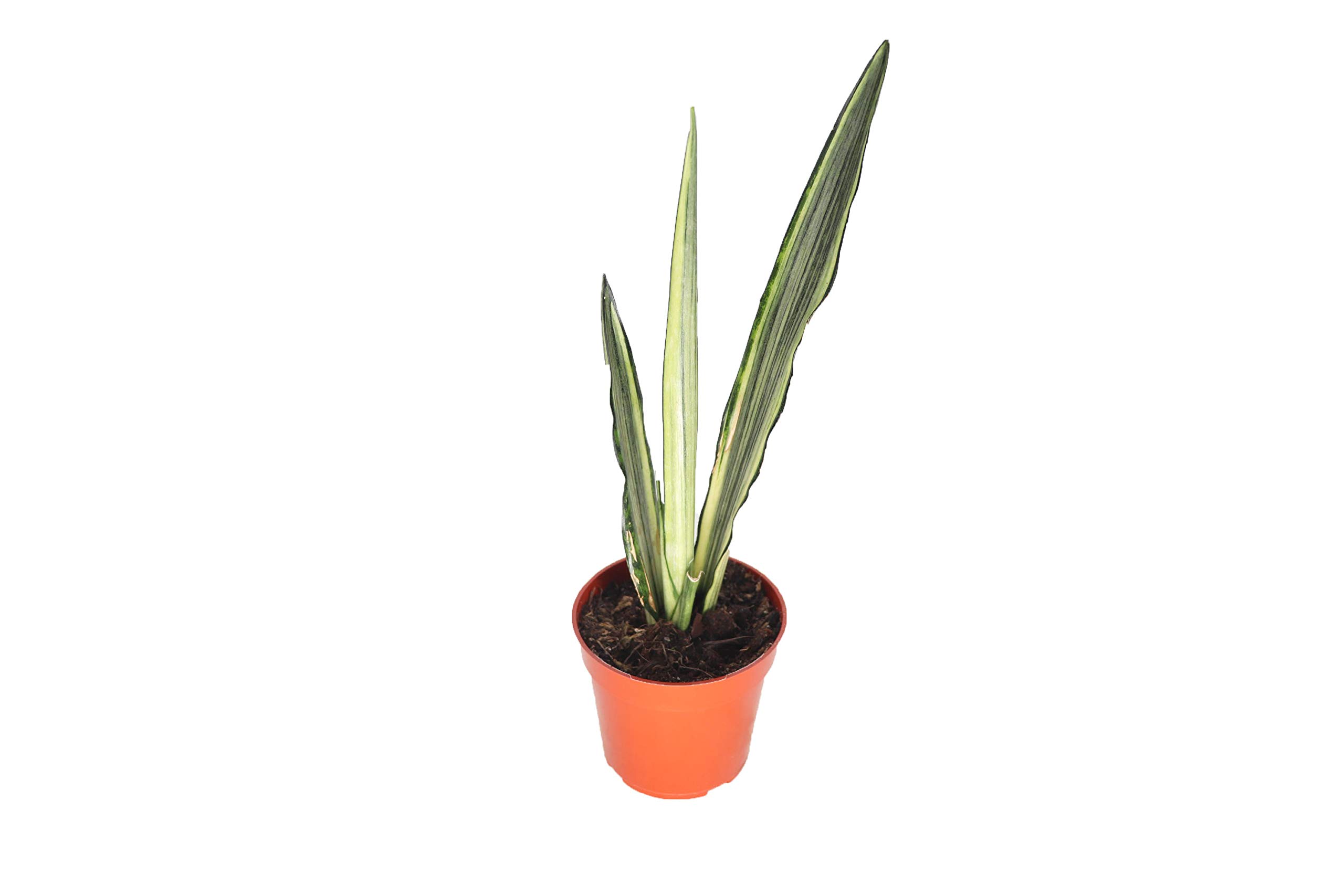 Sansevieria Bentel's Sensation 4 California Tropicals