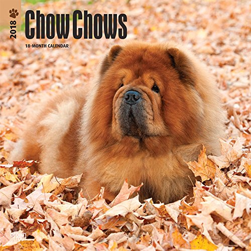Chow Chows 2018 12 x 12 Inch Monthly Square Wall Calendar, Animals Dog Breeds