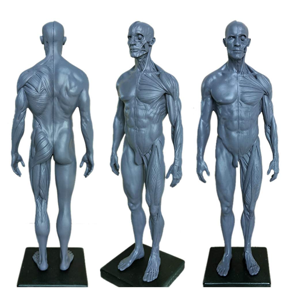 Modelo anatomía Figura anatomía Masculina y Femenina - Esqueleto Muscular Humano 11 Pulgadas - Modelo Dibujo Figura anatomía Humana Modelo Esqueleto músculo óseo anatómico Humano