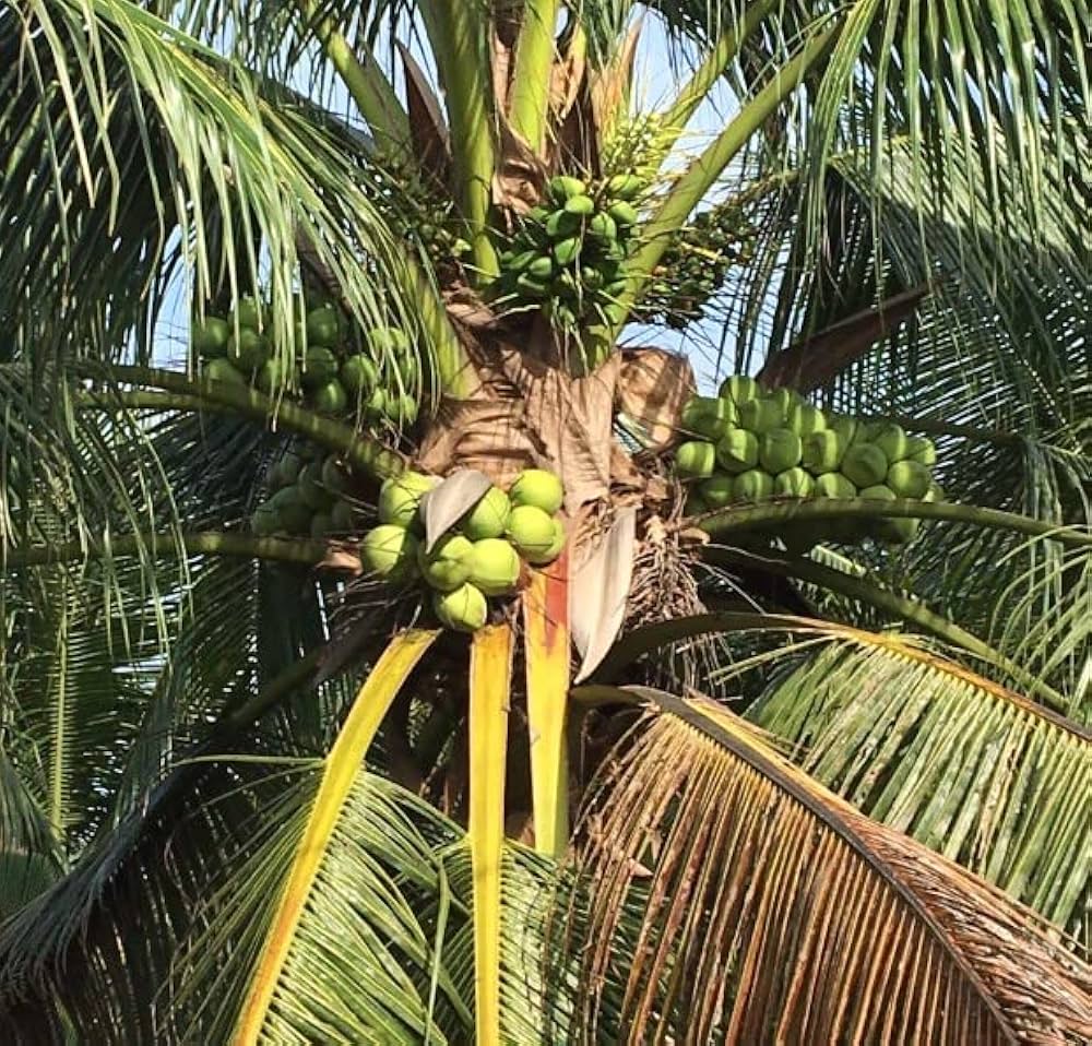 Amazon | クール便 成熟オール ココヤシ ヤシの実 美味しい